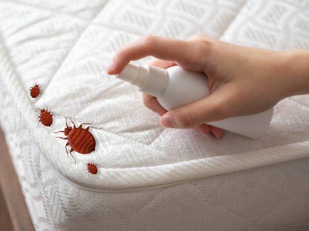 Best Emergency Pest Control  in Groesbeck, OH