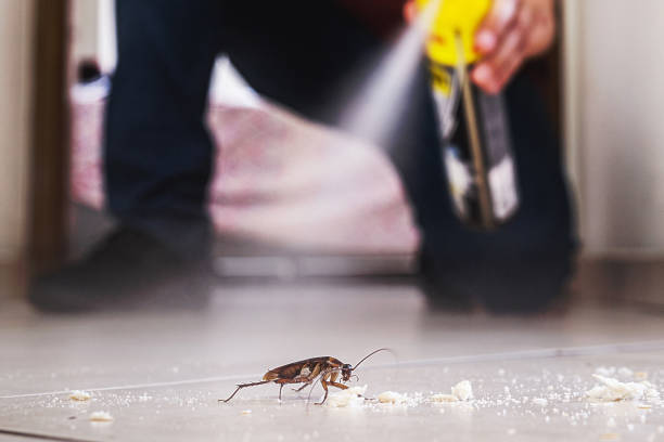Wasp Removal Services in Groesbeck, OH